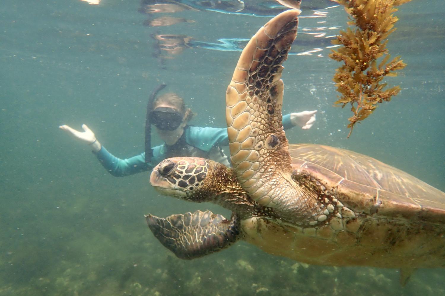 一名<a href='http://jnhllu.uzmankampi.net'>全球十大赌钱排行app</a>学生在Galápagos群岛游学途中与一只巨龟游泳.